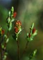 Salix myrtilloides L. attēls