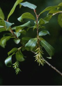 Salix pentandra L. attēls