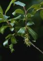 Salix pentandra L. attēls