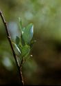 Salix phylicifolia L. attēls