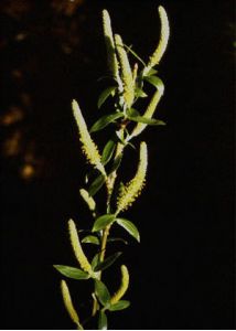 Salix purpurea L. attēls