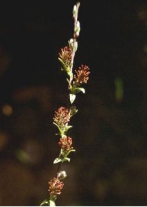 Salix repens L. attēls