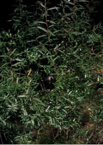 Salix rosmarinifolia L. attēls