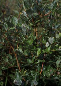 Salix starkeana Willd. attēls