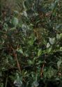 Salix starkeana Willd. attēls