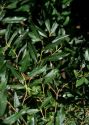 Salix triandra L. attēls