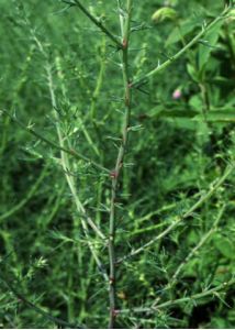 Salsola australis R.Br. attēls