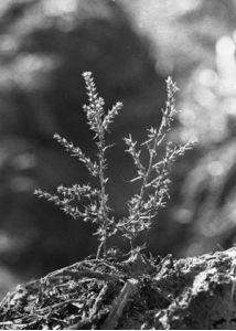 Salsola collina Pall. attēls