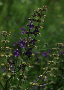 Salvia pratensis L. attēls