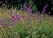 Salvia verticillata L. attēls