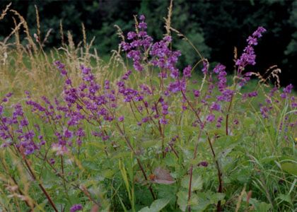 Salvia verticillata L. attēls