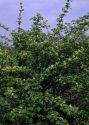 Sambucus racemosa L. attēls