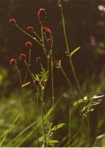 Sanguisorba officinalis L. attēls