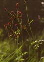 Sanguisorba officinalis L. attēls