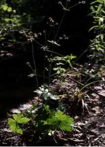 Sanicula europaea L. attēls