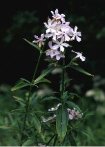 Saponaria officinalis L. attēls