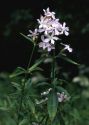 Saponaria officinalis L. attēls