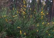 Sarothamnus scoparius (L.) W.D.J.Koch attēls