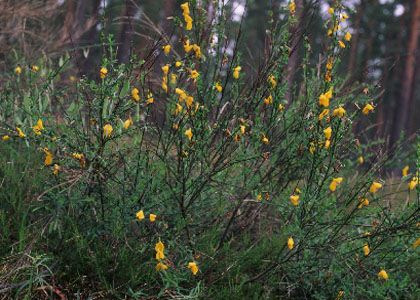 Sarothamnus scoparius (L.) W.D.J.Koch attēls
