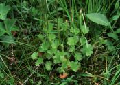 Saxifraga granulata L. attēls