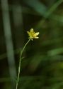 Saxifraga hirculus L. attēls