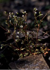 Saxifraga tridactylites L. attēls