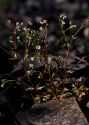 Saxifraga tridactylites L. attēls