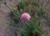 Scabiosa columbaria L. attēls