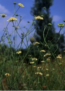 Scabiosa ochroleuca L. attēls