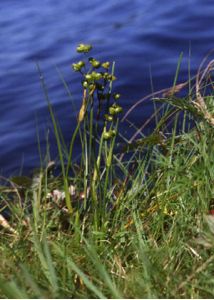 Scheuchzeria palustris L. attēls