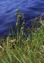 Scheuchzeria palustris L. attēls