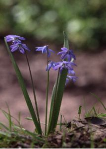 Scilla siberica Haw. attēls