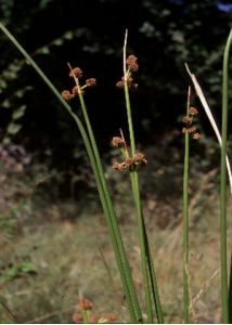 Scirpus holoschoenus L. attēls