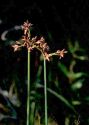 Scirpus lacustris L. attēls