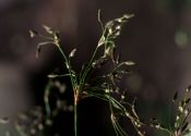 Scirpus radicans Schkuhr attēls