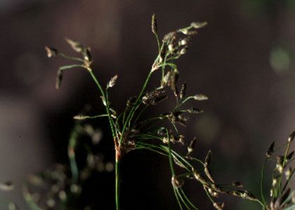 Scirpus radicans Schkuhr attēls