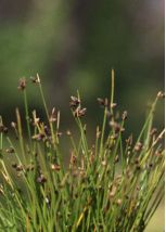 saru meldrs attēls