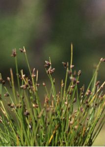 Scirpus setaceus L. attēls