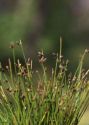 Scirpus setaceus L. attēls