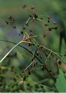 Scirpus sylvaticus L. attēls