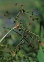 Scirpus sylvaticus L. attēls