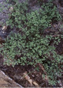 Scleranthus annuus L. attēls