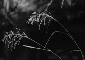 Scolochloa festucacea (Willd.) Link attēls