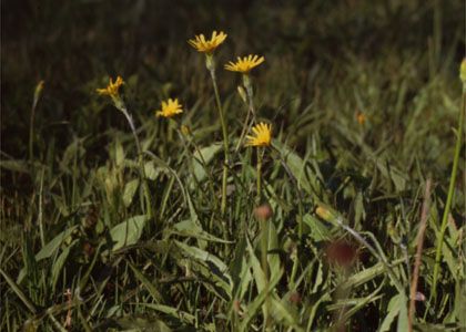 Scorzonera humilis L. attēls