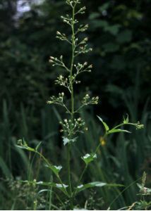 Scrophularia nodosa L. attēls