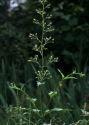 Scrophularia nodosa L. attēls