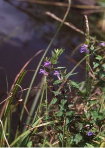 Scutellaria galericulata L. attēls