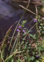 Scutellaria galericulata L. attēls