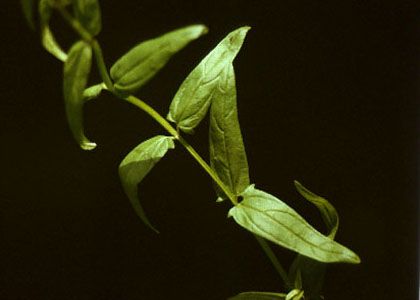 Scutellaria hastifolia L. attēls