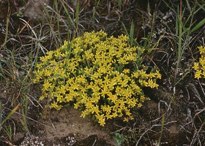 Sedum acre L. attēls